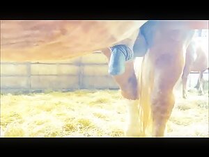 Horse Penis - Intense Bestiality Video
