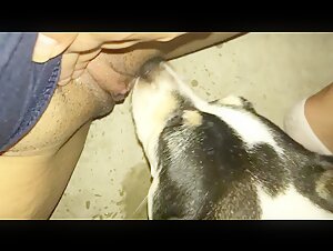 Cane eccitato che lecca la mia privacy
