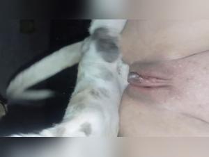 Artofzoo extremo: Wildtier Orgasmus