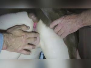 Animal Desire: Licking Pussy in Close-up, Extremist Live Scenes
