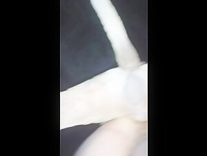 Pitbull sex man: Une histoire de bestialité choquante