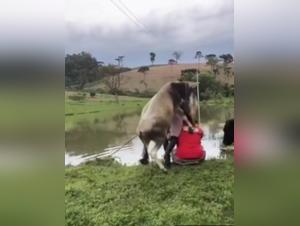 Bestialita senza freno: il dilettante e il toro