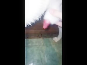 My First Time: A Bestial Experience