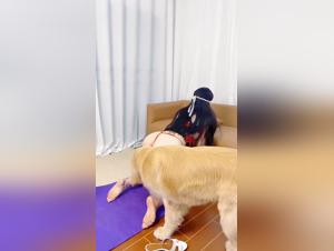 Hundedominanz, chinesischer Amateur erforschte