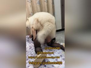 Animal Desire: Chinese Exotic Visions