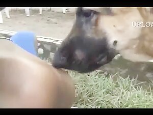 Partage d'une expérience zoophile avec un chien