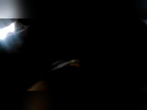 Cat Devours Woman: Feline Explosiveness in 'lilp - dogcumpart1'