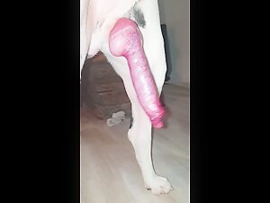 Perro amigable con un pene grande que se corre abundantemente