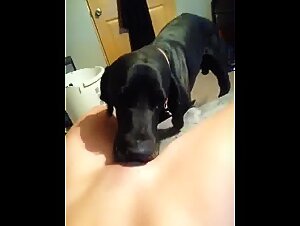 Hundespannung: Handjob nach intensivem Licking