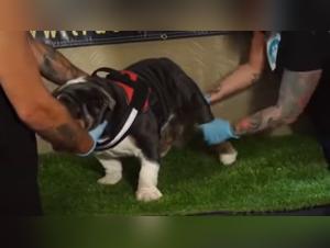 Canine Domination: Cum Collection