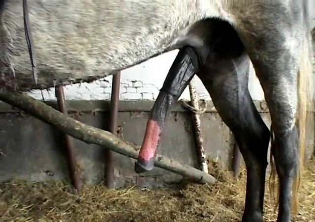 Argentinian Stallion Action: Huge Dick, Primal Screams of Pleasure