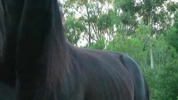 Impalement Anal Brutal: Cheval Sodomise Femme