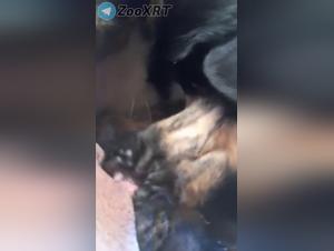 Bestial delights: canine submission and raw enjoyment