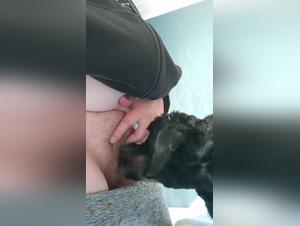 submissive feminists, relentless canine orgies