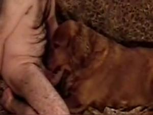 Zoofilia without Reserve: Go beyond the Limits