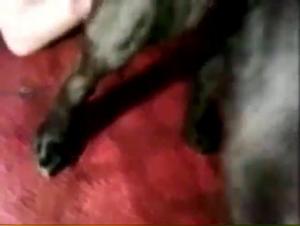 Beastly Pet Play: KMarco ridden by a canine masturbator