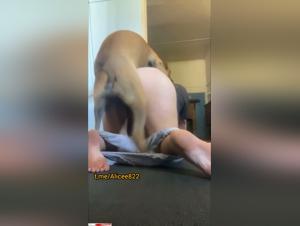 Délices Bestiaux : Un Chien Dévore une Grosse Culottière