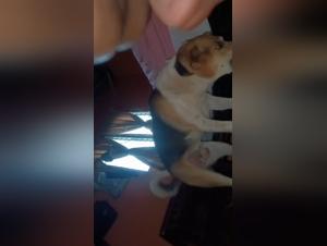 First Wild Kiss: Koni Discovered by a Dog