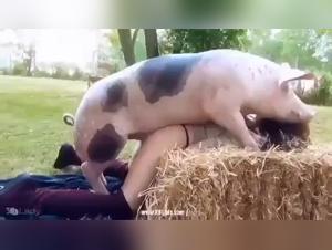 Amateur Gay Men Engage in Pigging Zoophilia