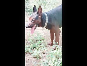 Dog with big cock ejaculating