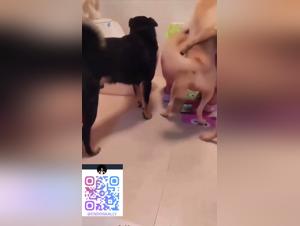Explosion Canina: Gangbang Salvaje En El Bano