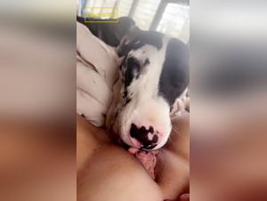 Wilde Hundeorgasmen
