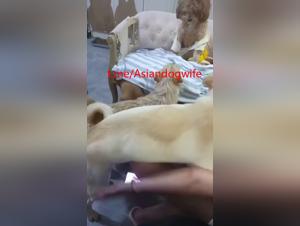 Extreme canine orgy: dominated Asian woman