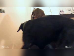 I migliori video porno con un cane