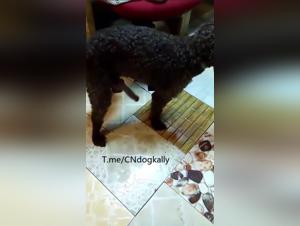 Pooch's Kiki Fiesta: Going Big with That Doggy Dildo