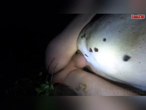 Animal Unleashing: Raw and Bestial Sex