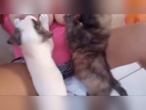 Lactance Sauvage:  L'Obsession d'un Chien pour le Lait d'une Salope