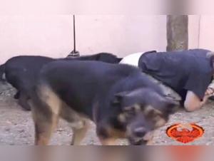 La Bestialité Blonde : Délices Interdits