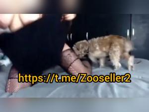 Dog Bangs: Hardcore Zoophilia Video