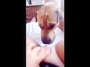 Mature woman and her dog in intense bestiality video
