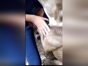 Bestial Delight: Milly Explored by a Dog