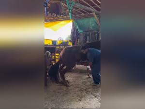 Fleshlight on horse
