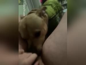 Bitch goes wild: XXL clit devoured raw style