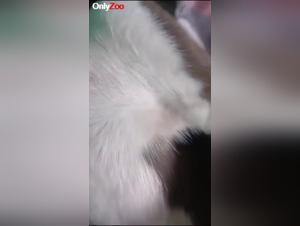 Indecent Zoophilia: The Dog Pemilik a Woman