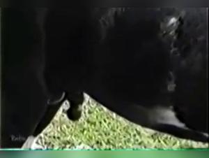 Delicias Bestiales: Milly y su Caballero Negro