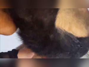 Zoophilie Dévoilée: Une Baise Incestuée avec un Chien