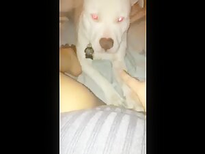 Amateur Dog 39 - Dog Bestiality Sex Videos