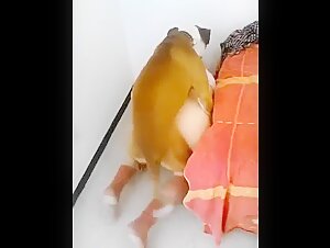 Donna sorpresa in atto di bestialita con il cane