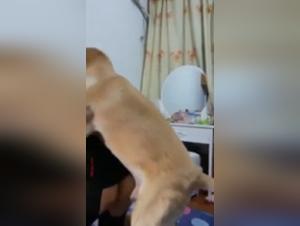 Kleine Asiatin und ihr Hund – wilde tierische Verbindung