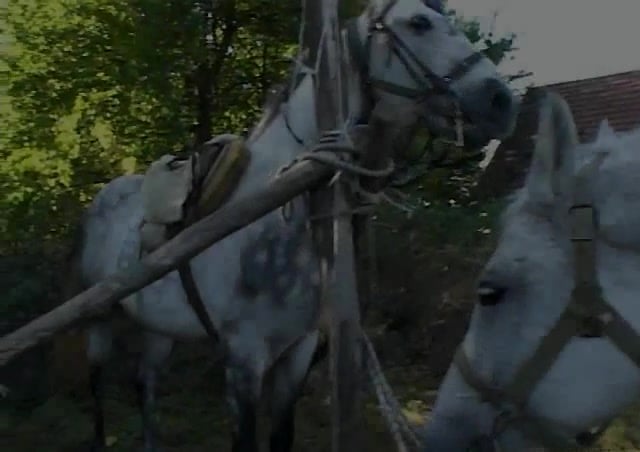 Salacious Stable: Rising Mare, Big Cat Fucked by Unconscious Mistress