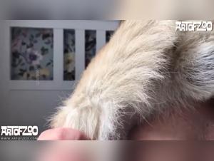 Zoophilia Revealed: Dog Sex Compilation