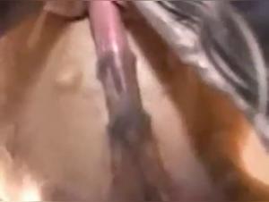 Extreme Horse Fuck: Wild and Insane Delights