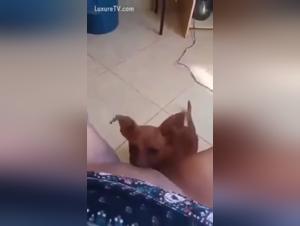 Verbotene Freuden: Frauen und Hunde im Dunkeln