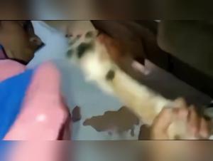 Forbidden Delights: Brazilian and Canine Passion