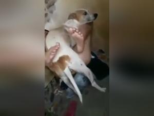Canine Delights: Woman-Dog Sex Videos