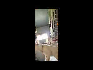 Porn with a cat: Emmaly 2 films her pussy